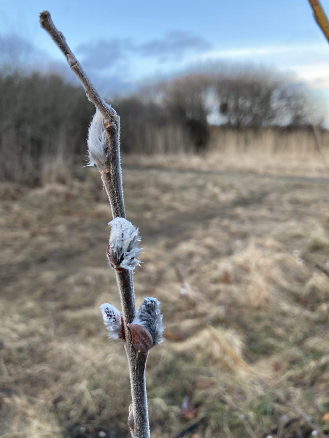 Ugens plante: Pil - Det gror